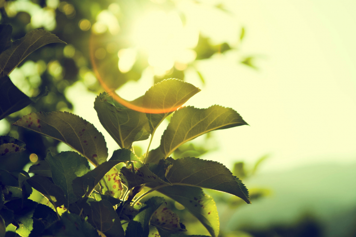 Close-up of green plant leaves illuminated by sunlight, showcasing the process of photosynthesis as the plant converts sunlight, water, and carbon dioxide into energy, releasing oxygen as a byproduct.