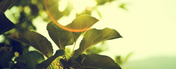 What Are the Products of Photosynthesis? A Simple Breakdown