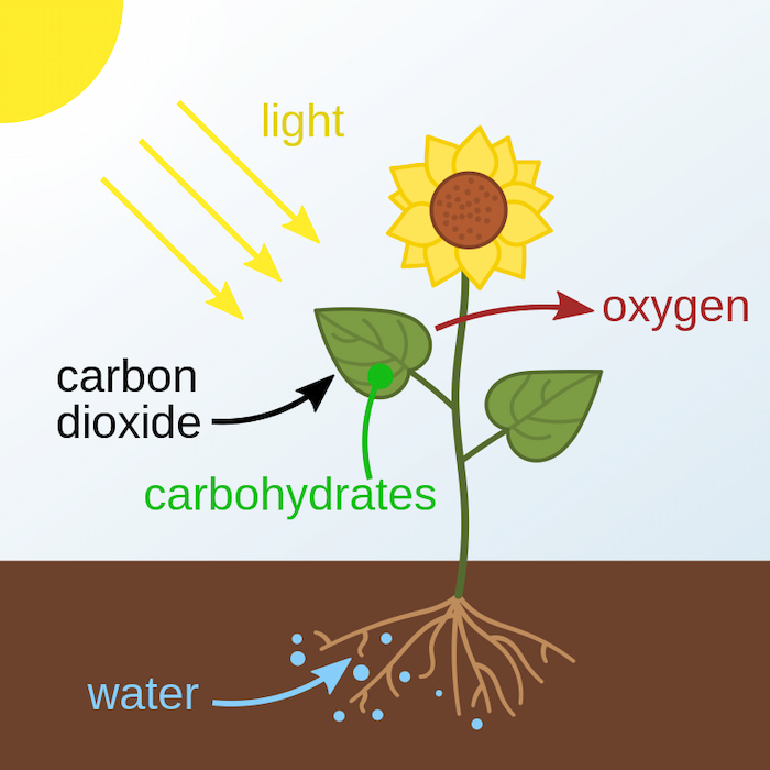 Illustration of the photosynthesis process showing sunlight, carbon dioxide, and water entering a plant, with glucose and oxygen as the main products. The image highlights the roles of chloroplasts and energy conversion.