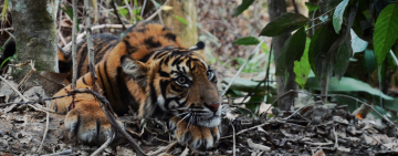 The race to save the Sumatran tiger