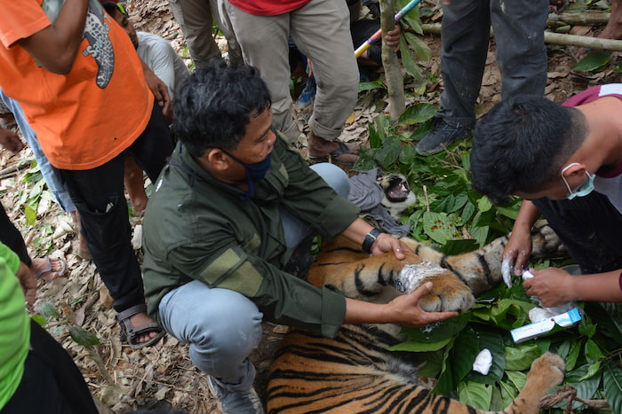 Putra Danau (tiger) receiving medical treatment Image