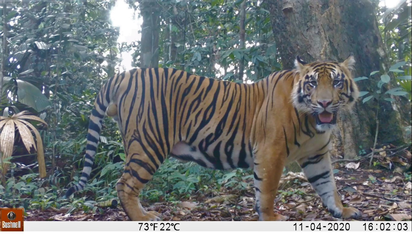 Sumatran Tiger caught on Camera Trap Image