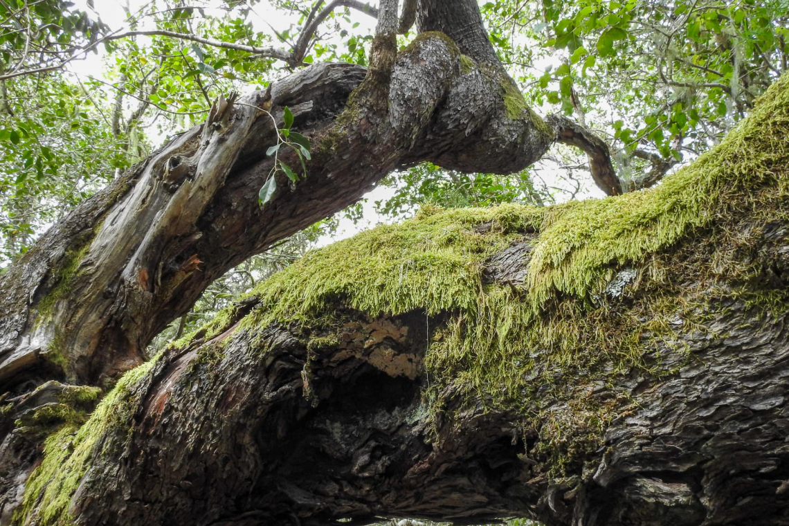 what is a autotroph