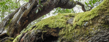 What is an Autotroph, and How Does It Work?