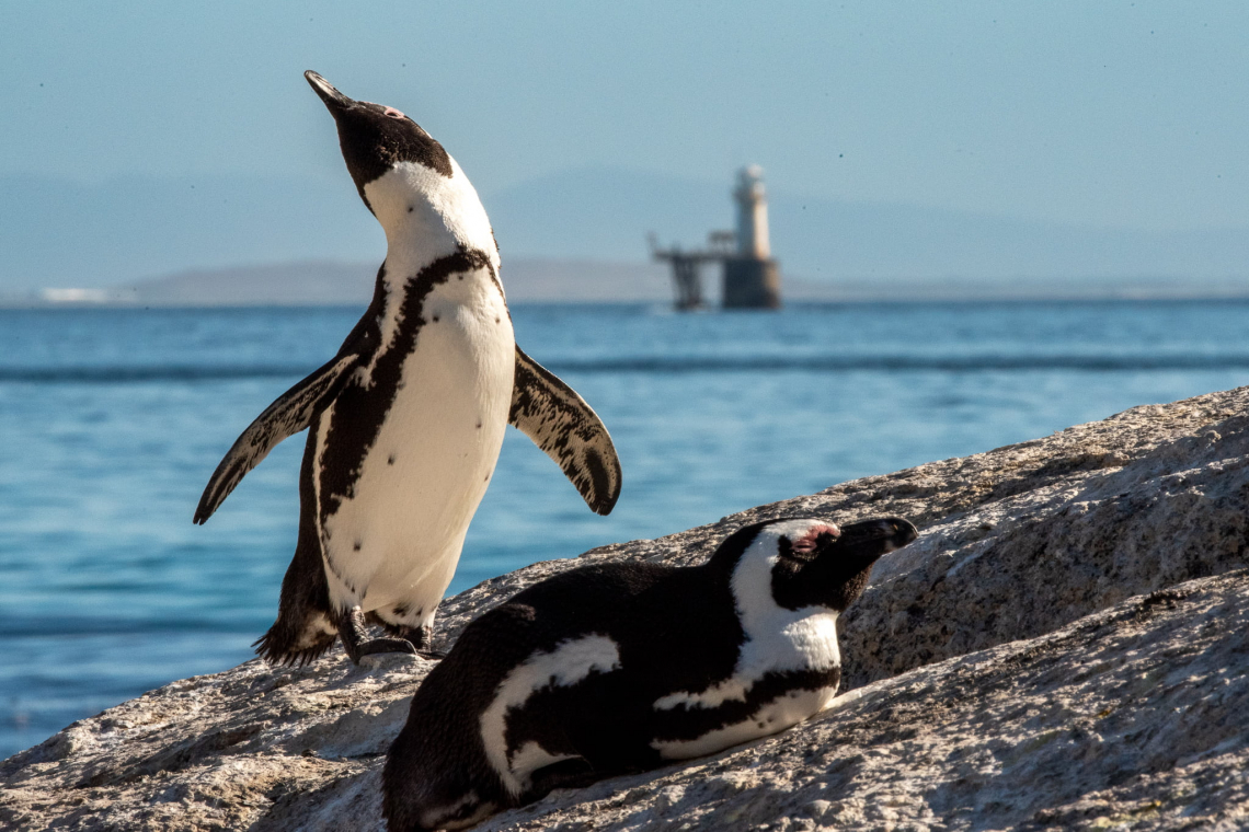 African Penguin Jackass Penguin South Africa