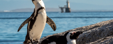 African Penguin: Facts, Conservation Status and the Heroes Fighting for Their Survival