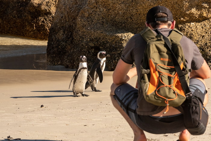 African penguins and tourist at Boulders in Cape Town african penguin and tourist cape town