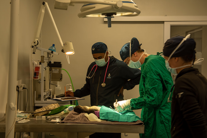 African penguin surgery at SANCCOB african penguin surgery at sanctuary