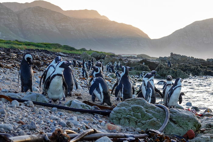African penguins at Betty's Bay african penguin betty's bay
