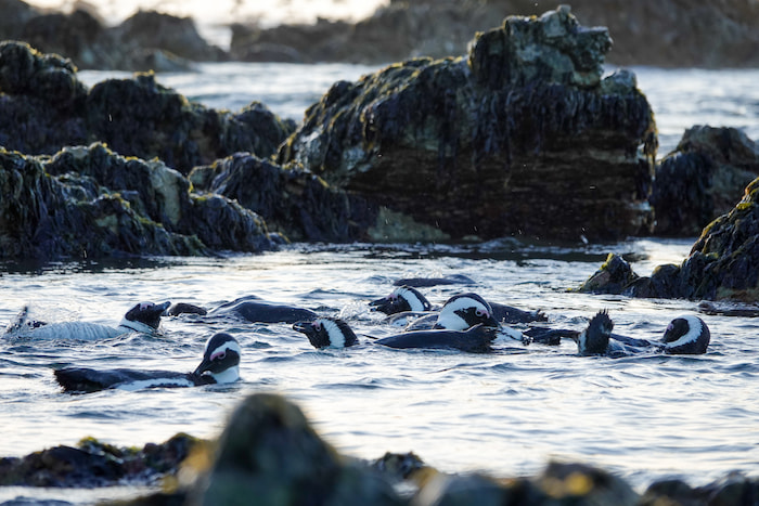 African penguins swimming at Betty's Bay african penguin betties bay