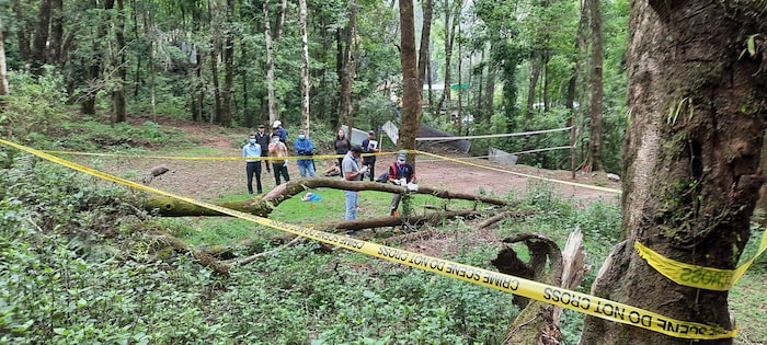 tiger crime scene