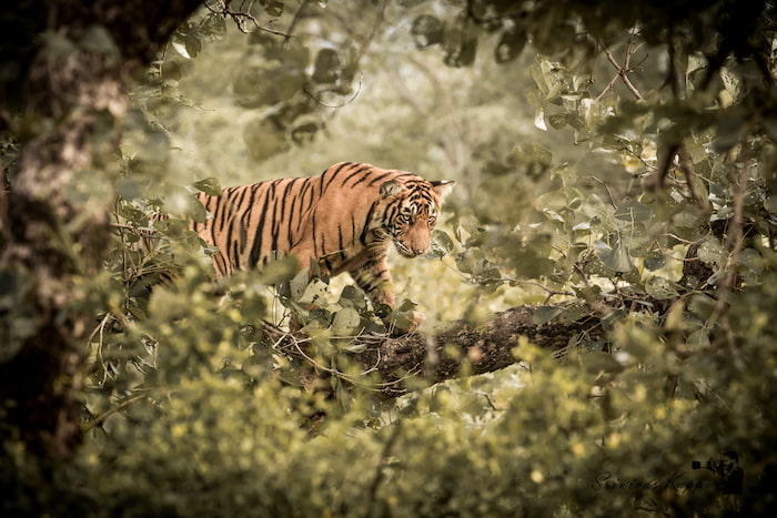 tiger in the forest
