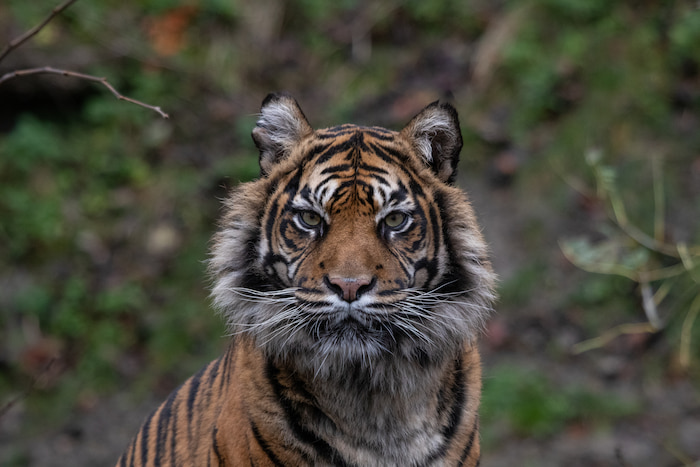 tiger in the wild