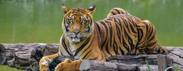 The Politics of Tiger Conservation