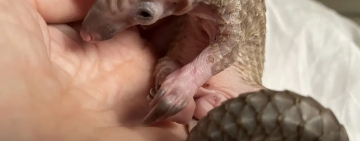 Scaling up: Protecting Pangolins, One Pangopup at a Time