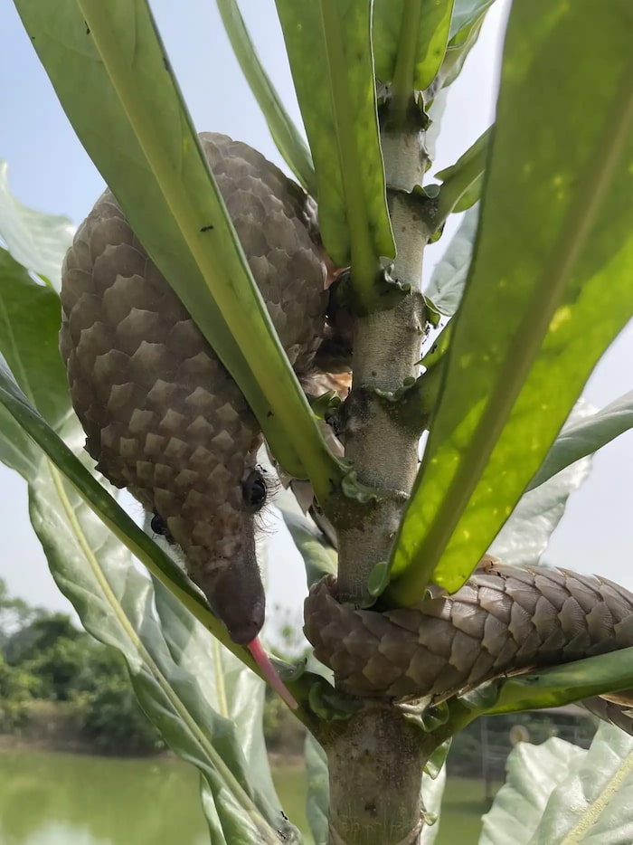 white bellied pangolin