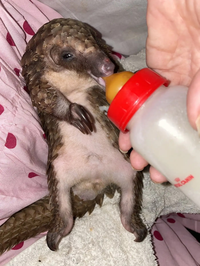 pangolin pup bottle