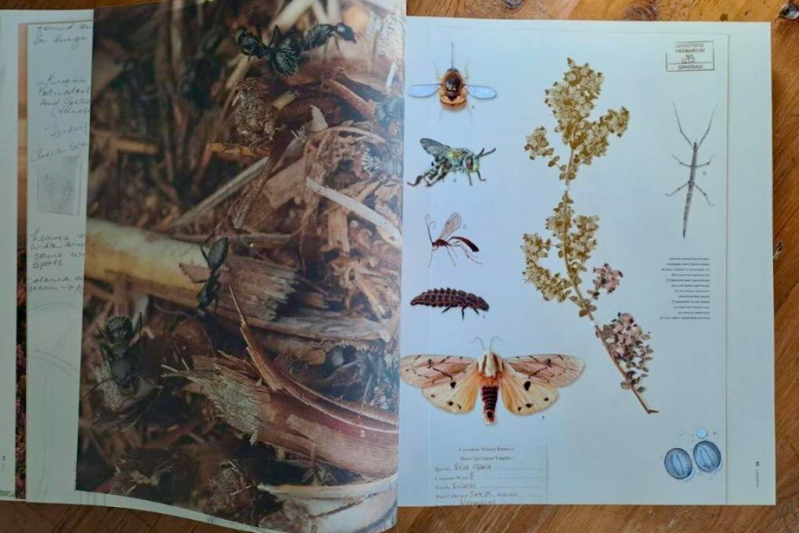 Grootbos Florilegium – Celebrating a legacy of conservation in fynbos from the Cape Floristic Region of South Africa