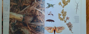 Grootbos Florilegium – Celebrating a legacy of conservation in fynbos from the Cape Floristic Region of South Africa