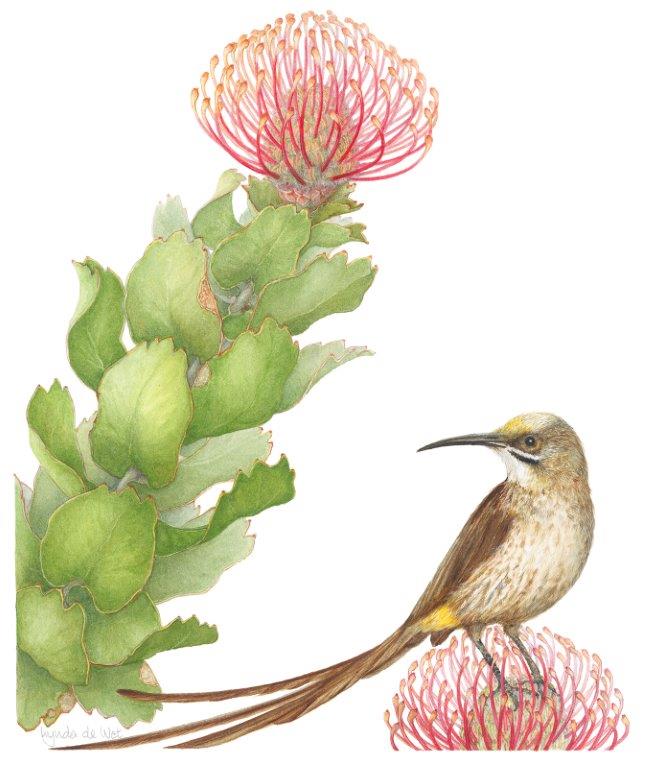 Lynda de Wet - leucospermum patersonii Image