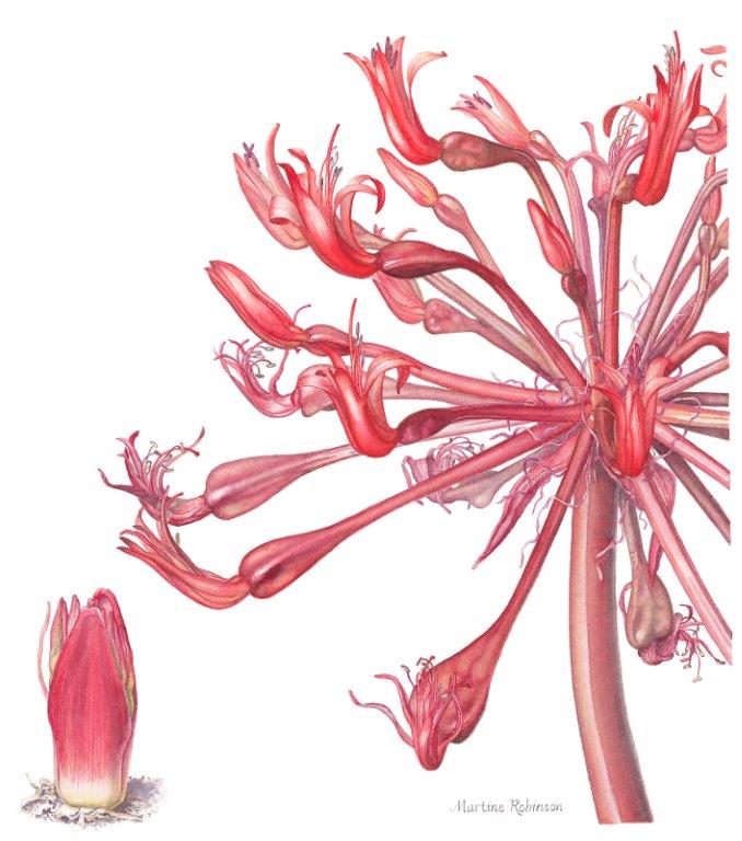 Martine Robinson - brunsvigia-orientalis Image