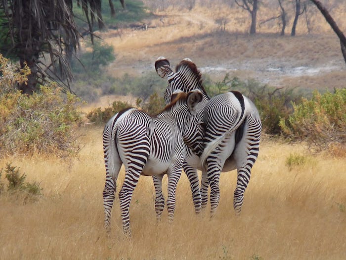 Unique Look of Grevy's Zebra