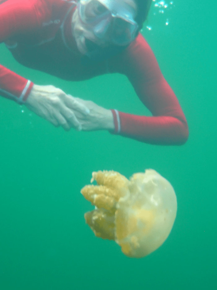jellyfish lake
