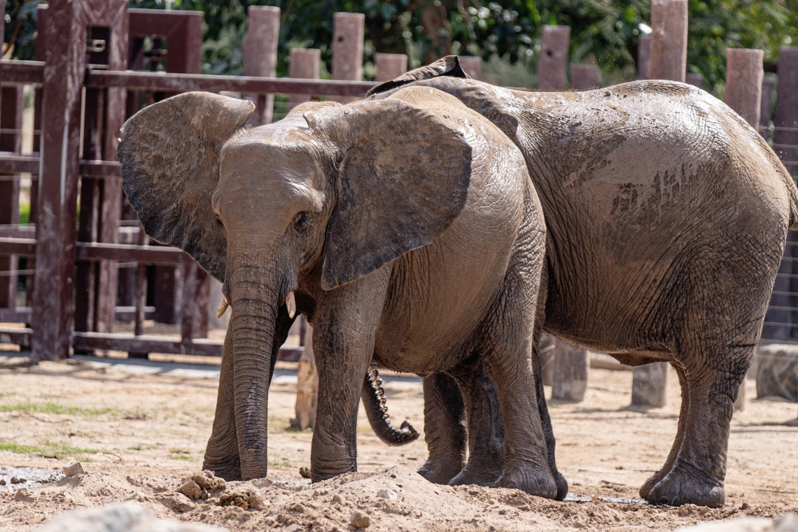 Elephants in Zoo's 