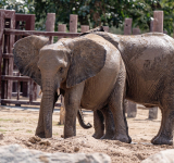 Elephants in Zoos: Shameful Cruelty that Must End