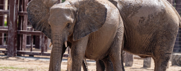 Elephants in Zoos: Shameful Cruelty that Must End