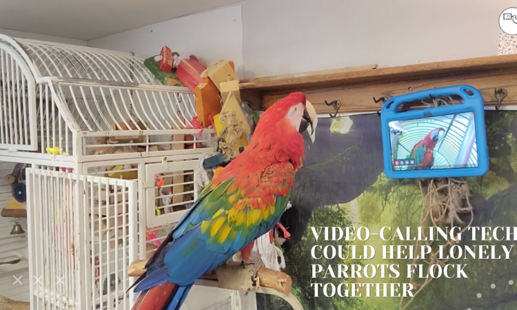 Lonely Parrots Flock Together with Video-Calling Technology