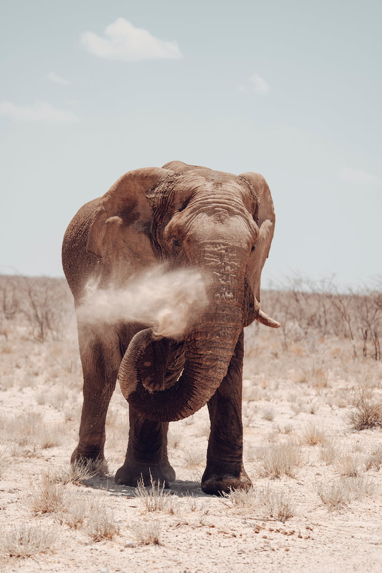 Photo by: Mia Stawinski Namibia desert elephant