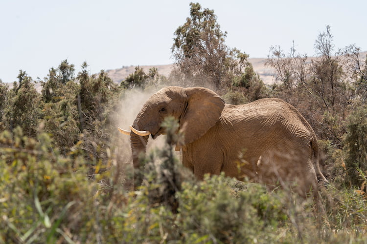 Photo by: Mia Stawinski Namibia desert elephants