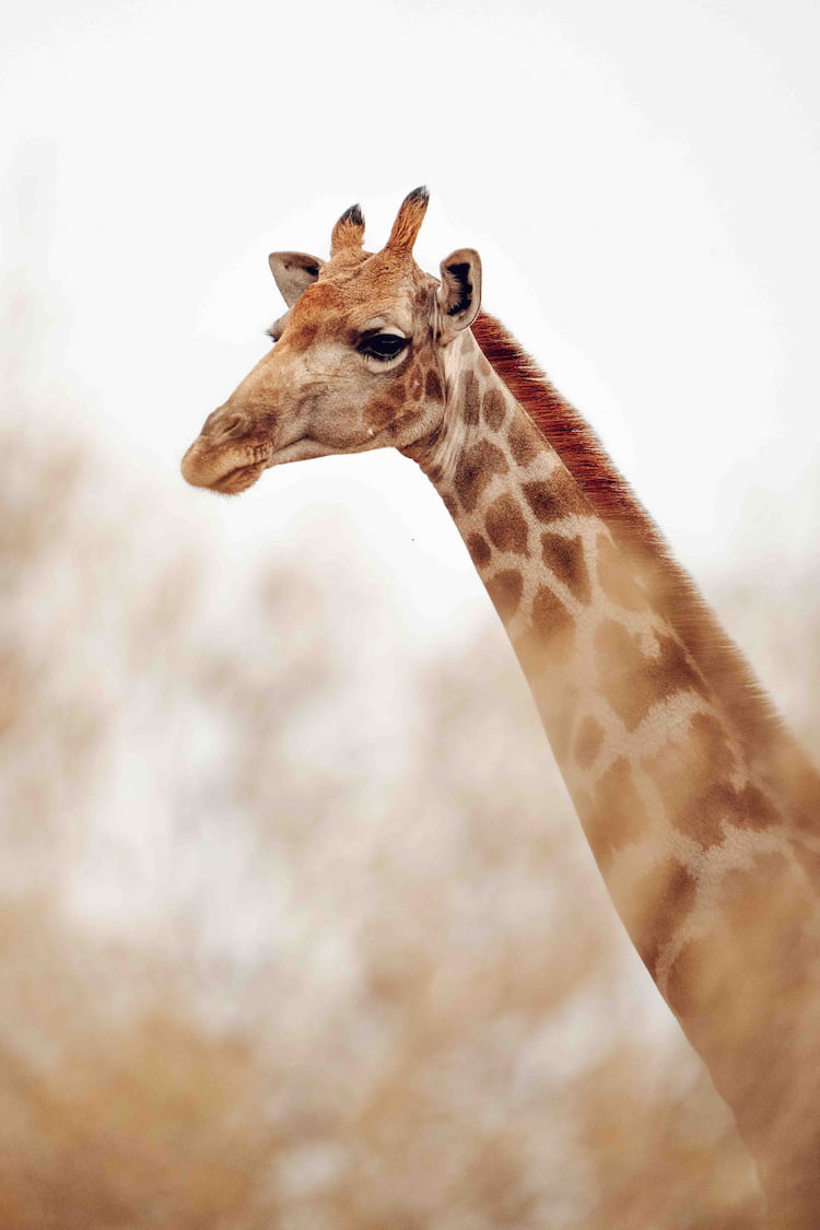 Photo by: Mia Stawinski Namibia desert giraffe