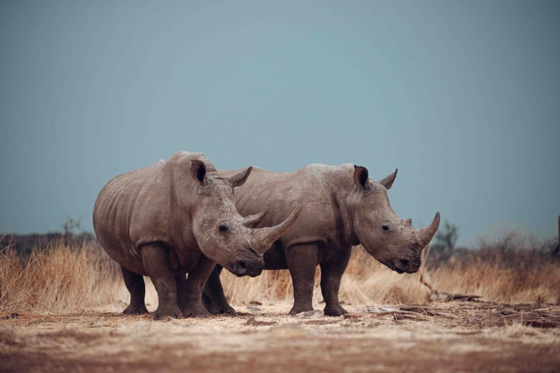 endangered rhino namibia