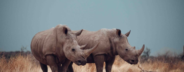 A Safe Haven for Namibian Endangered Wildlife