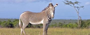 Protecting the Endangered Grevy’s Zebra