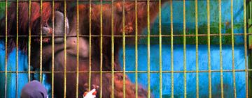 Orangutan Plight: You Can Help End Ambon's Incarceration