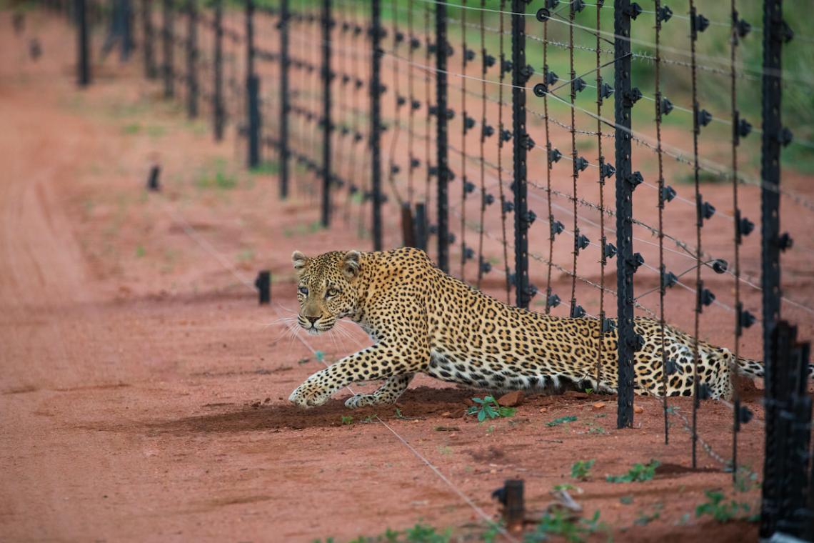 leopard conservation owen grobler