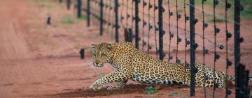 Capturing the Leopard's Struggle and Beauty: a Wildlife Photographer's Perspective