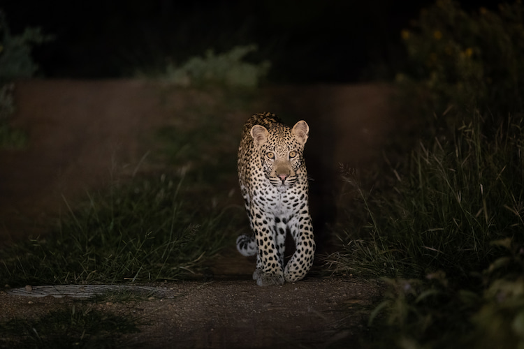 leopard conservation south africa