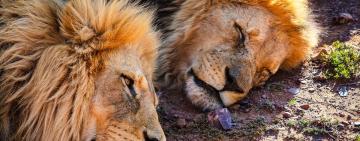 Planning Your Dream African Safari Trip: The Best Tours and Destinations