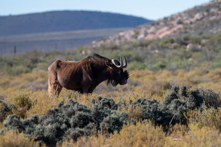 Black Wildebeest 340mm 1/400 f6.3 ISO 200 Image