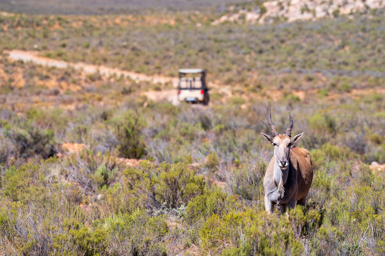 Eland 310mm 1/800 f6.3 ISO 200 Image