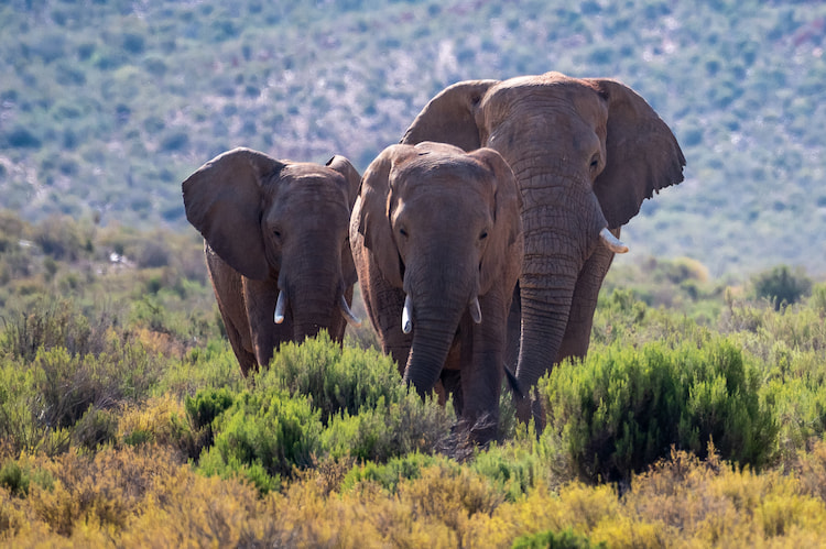 Elephant 500mm 1/2500 f5.6 ISO1000 ~ Steven Greaves Image