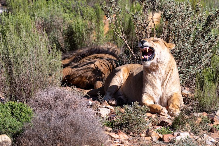 Female Lion 300mm 1/800 f6.3 ISO200 Image