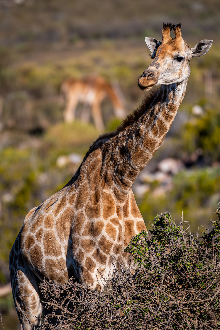 Giraffe 500mm 1/1600 f5.6 ISO400 ~ Steven Greaves Image