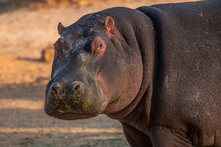 Hippo 500mm 1/500 f5.6 ISO800 ~ Steven Greaves Image