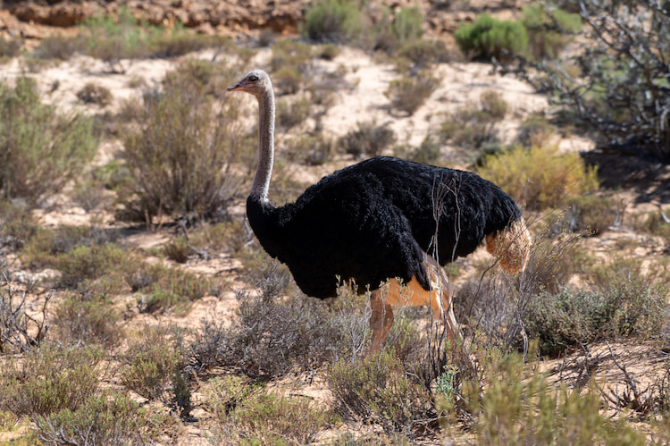 Ostrich 200mm 1/400 f6.3 ISO 200 Image