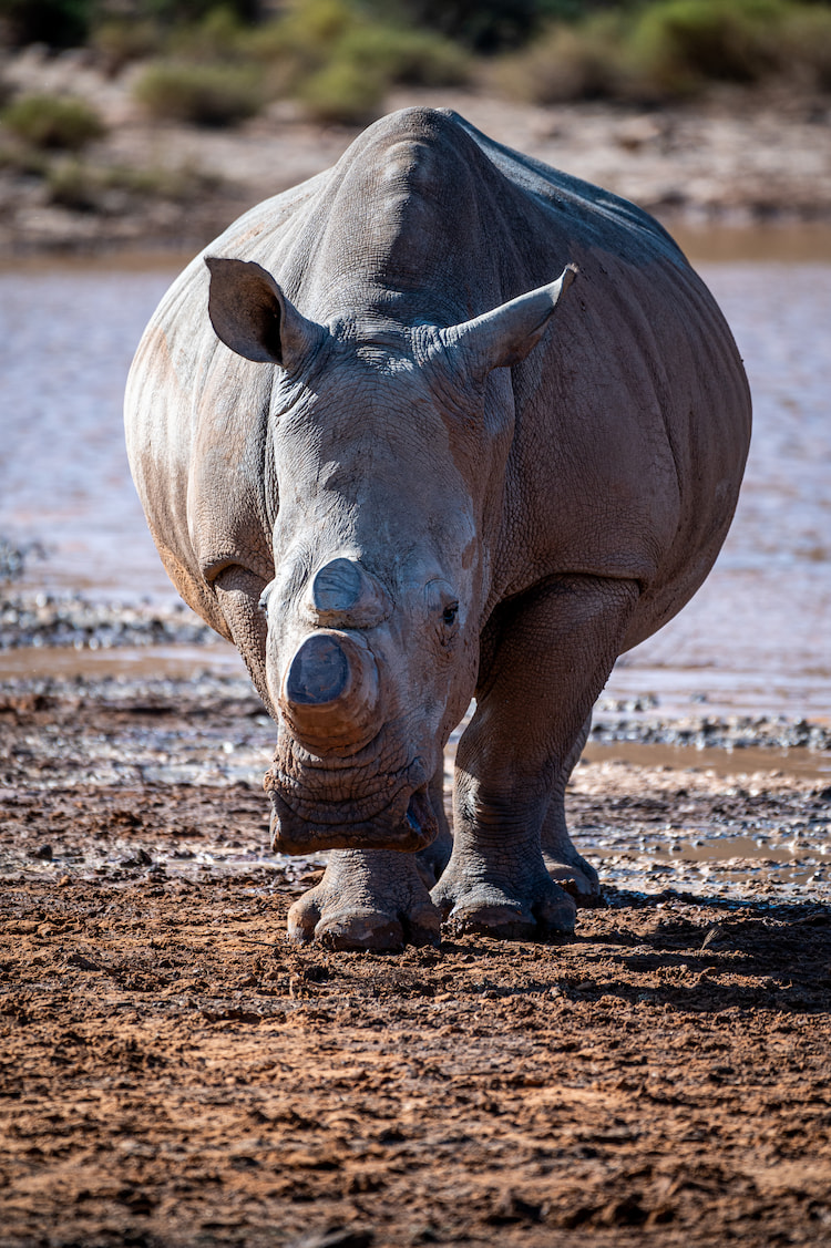 Rhino 500mm 1/1000 f5.6 ISO400 ~ Steven Greaves Image